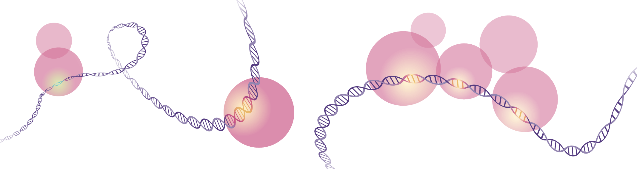 dna methylation